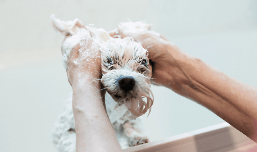 Dog Bath